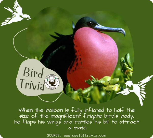 Bird Trivia