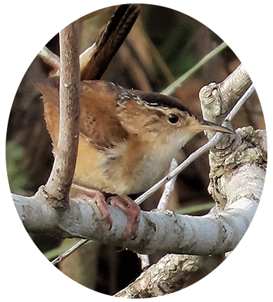 Marsh Wren