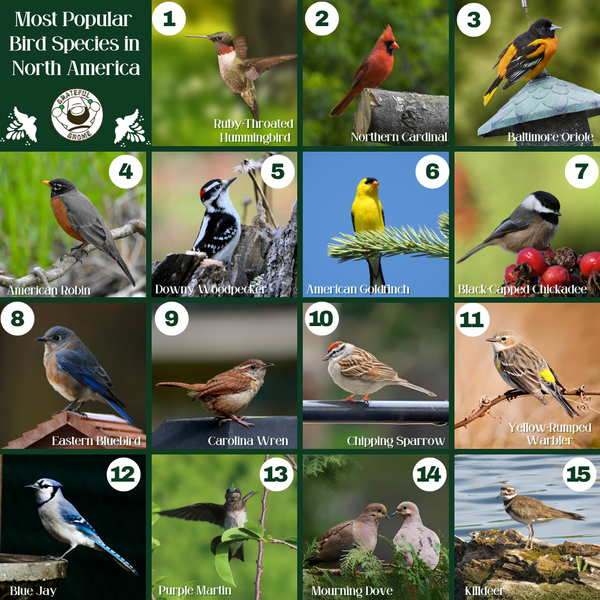 Most Popular Bird Species in North America 
