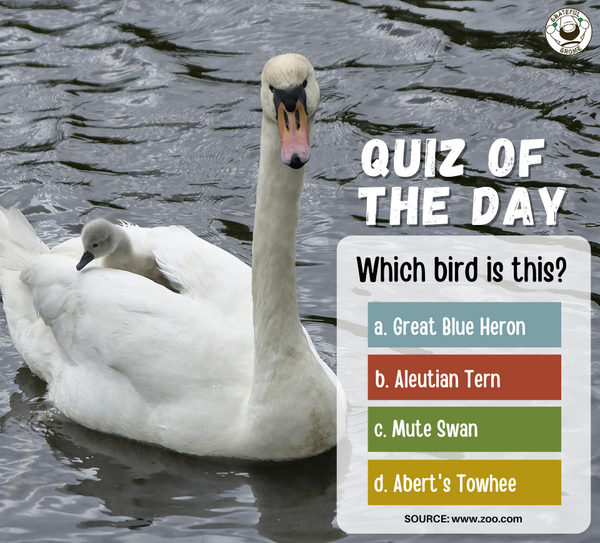 Quiz of the Day