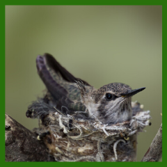 hummingbird nesting
