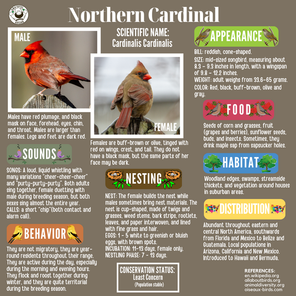 Northern Cardinal