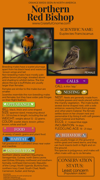 Northern Red Bishop Infographic