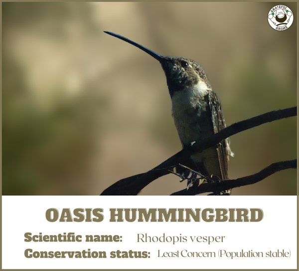 Oasis Hummingbird