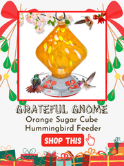 Orange Sugar Cube - 18 Fluid Ounces 