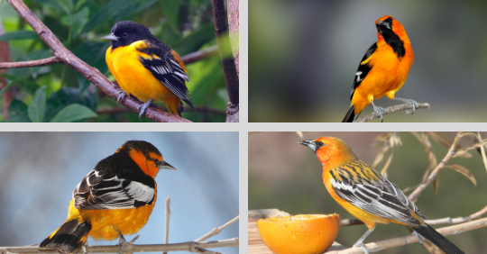 orioles seen in North America