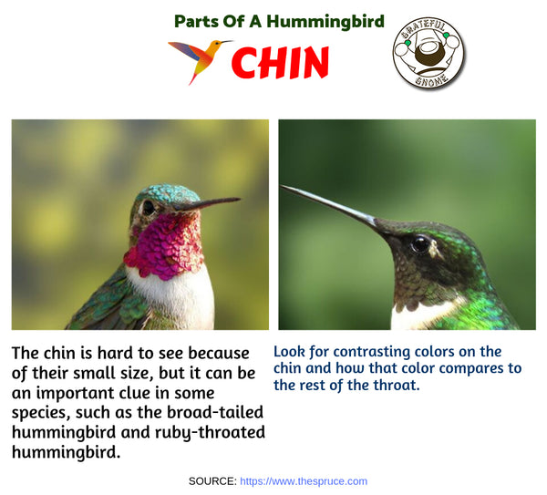 Parts of a Hummingbird 