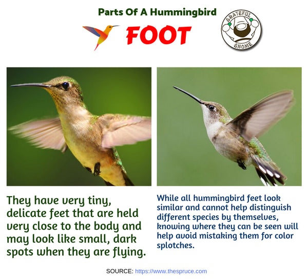 Parts of a Hummingbird 