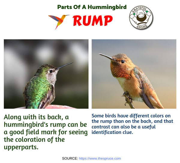 Parts of a Hummingbird 