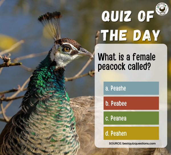Quiz of the Day