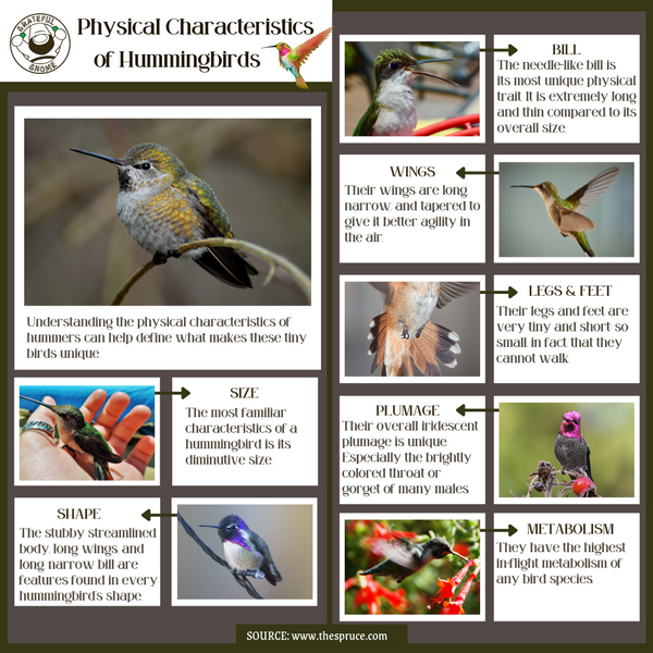 physical-characteristics-of-hummingbirds