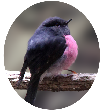 Pink Robin