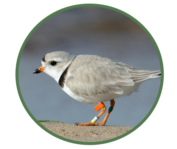 Piping Plover