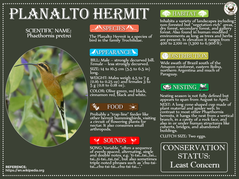 Planalto Hermit Infographics