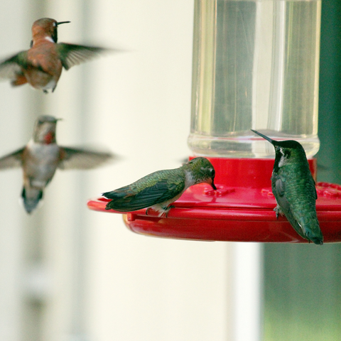 Glass or Plastic? Which is Better for Hummingbird Feeders?