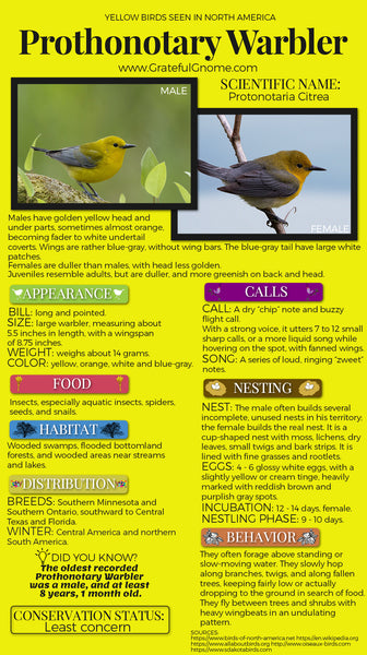 Prothonotary Warbler Infographic
