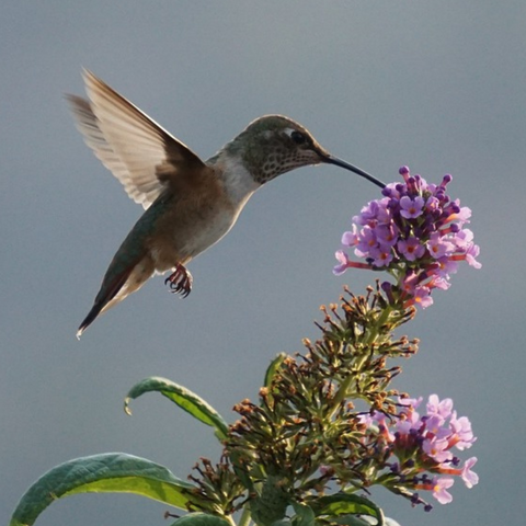Provide a Natural Habitat to Attract Hummingbirds