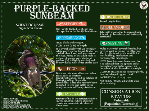 Purple-Backed Sunbeam Infographic