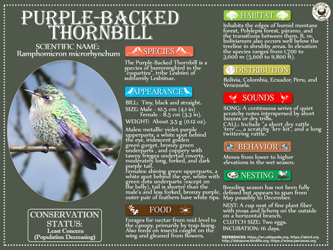 Purple-Backed Thornbill Infographic