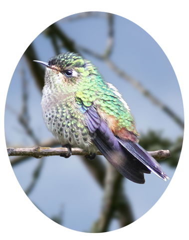 Purple-Backed Thornbill 