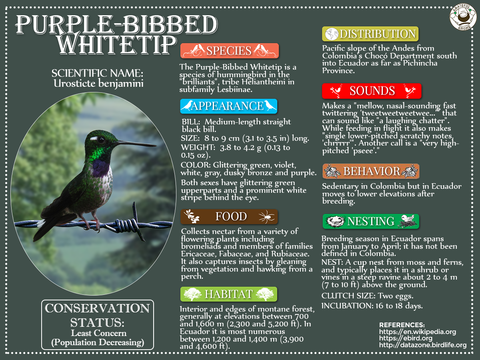 Purple-Bibbed Whitetip Infographic