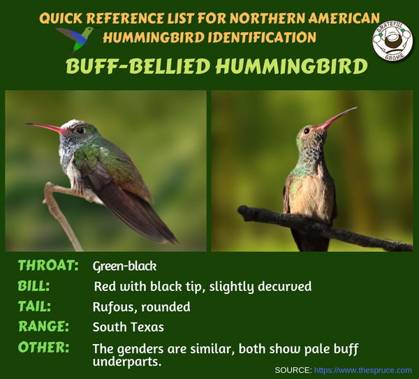 buff-bellied hummingbird