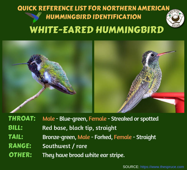 white-eared hummingbird