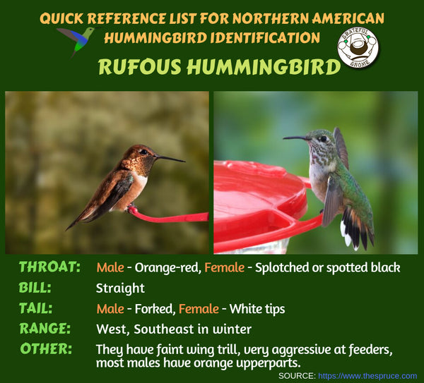 rufous hummingbird