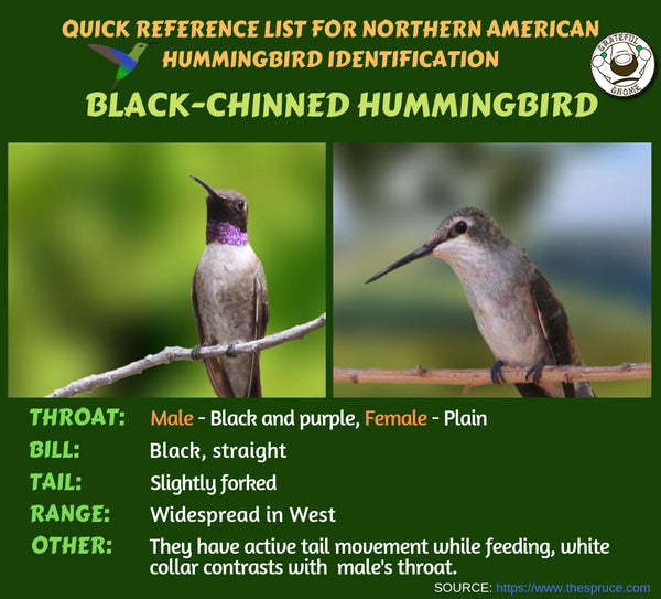 Quick Reference List for Northern American Hummingbird Identification 