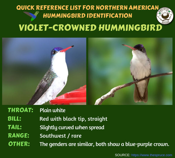 Quick Reference List for Northern American Hummingbird Identification 