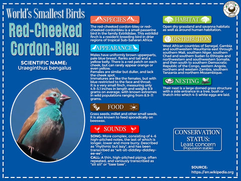 Red-cheeked cordon-bleu infographic