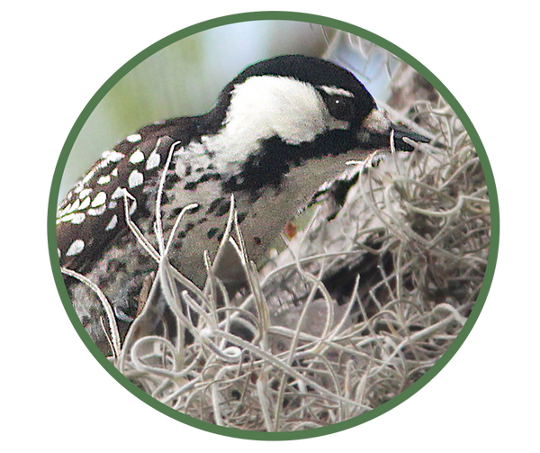 Red-cockaded Woodpecker 