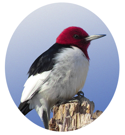 Red-headed Woodpecker