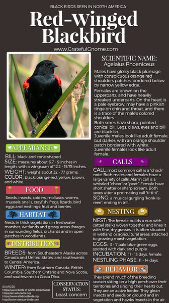 Red-winged Blackbird - American Bird Conservancy