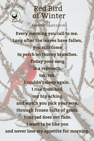Nature Poems - Red Bird of Winter