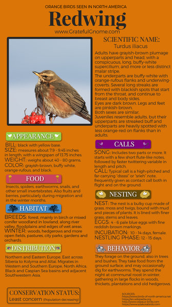 Redwing Infographic