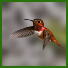 return of a hummingbird