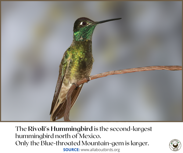 Hummingbird Cool Facts