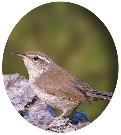 Rock Wren