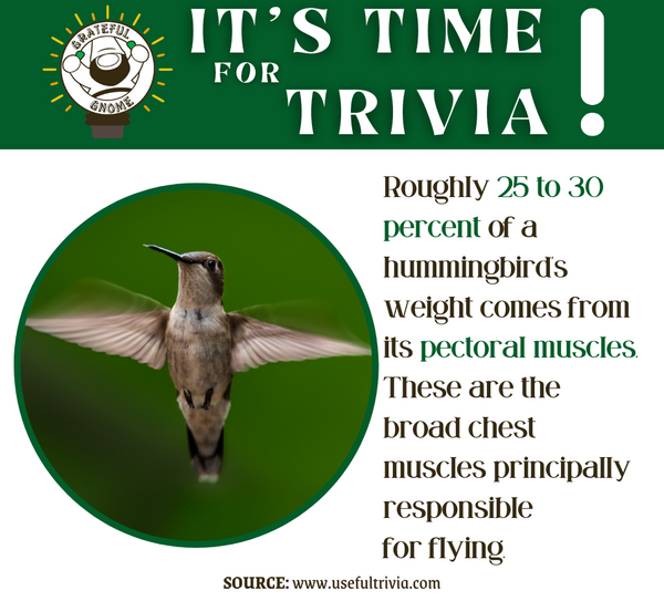 Hummingbird Trivia