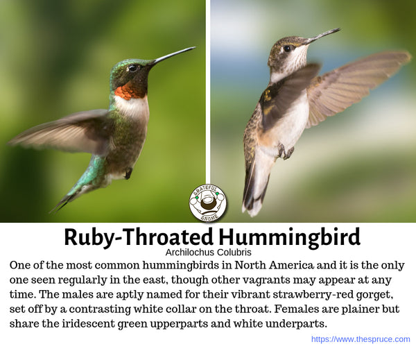 Ruby-Throated Hummingbird