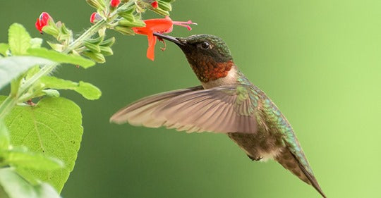 Ruby-Throated Hummingbird Identification