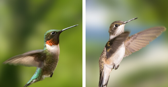 Ruby-Throated Hummingbirds