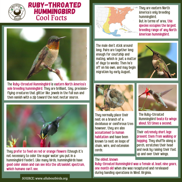 Ruby-throated Hummingbird Cool Facts