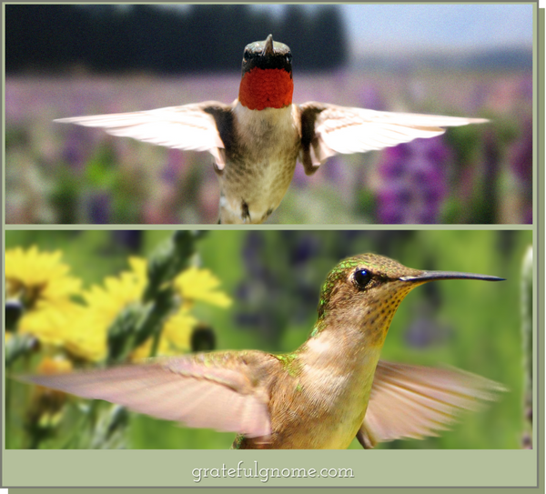 ruby-throated-hummingbird