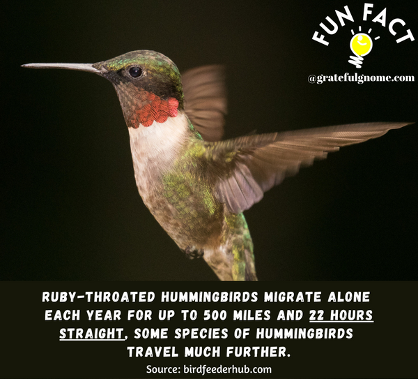 Hummingbird Fun Fact