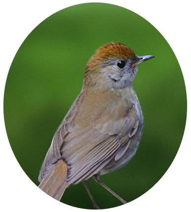 Ruddy-capped Nightingale-thrush