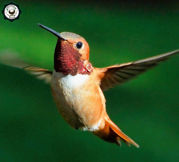 Rufous Hummingbird