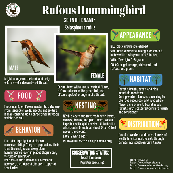 Rufous Hummingbird