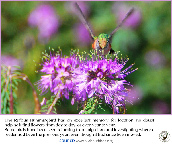 Hummingbird Cool Facts